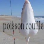 malloise
