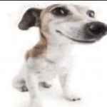 Mangothug