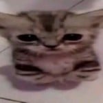 Meaww