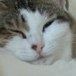 MegaDavsan