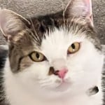 Mimorite