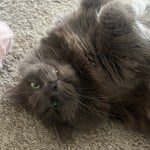 mizty
