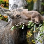 mooseclock