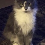 divorcedcatrock