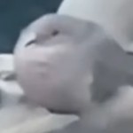 MosesLinus
