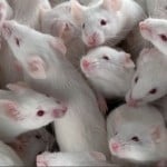 Mousemany6