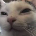 zenecast_david