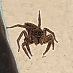 Muosda1