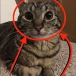 Neodymious
