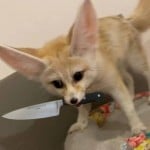 NeoFox