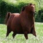 Nikarus