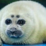 nikotheseal