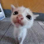 Nillucas