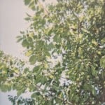 Nocmsc