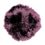 Noisipid