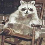 OHMIGHTYJOE
