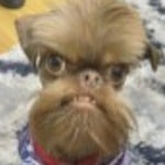 oldoggy