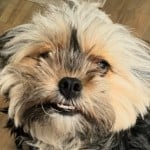 oldstinkydog