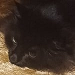 oonata