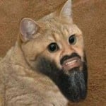 OsamaCat