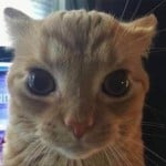 ozzymp3