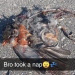 Parkito_638