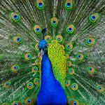 Peafowl