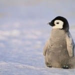 PenguinKing59