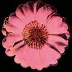 perola