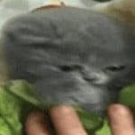 Person_ven