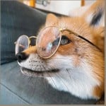 phoenixfox