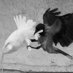 PigeonsCorbeaux