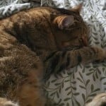 pilomu