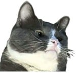 pinqe