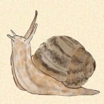 Pleebert