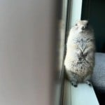 poopsniffer68