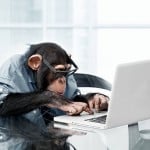Primate