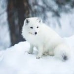 PurpleFox