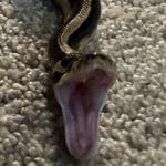 pythonlover6