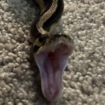 pythonlover