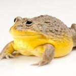 pyxifrog