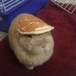 QuiteMaybeAFrog