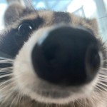 raccoonmusic
