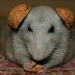 RatFucker