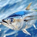 RawTunaMeat