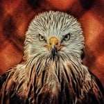 Redkite