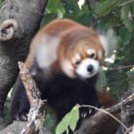 RedPan