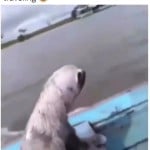 rekzor