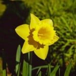 RKade
