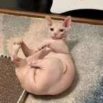 robingus